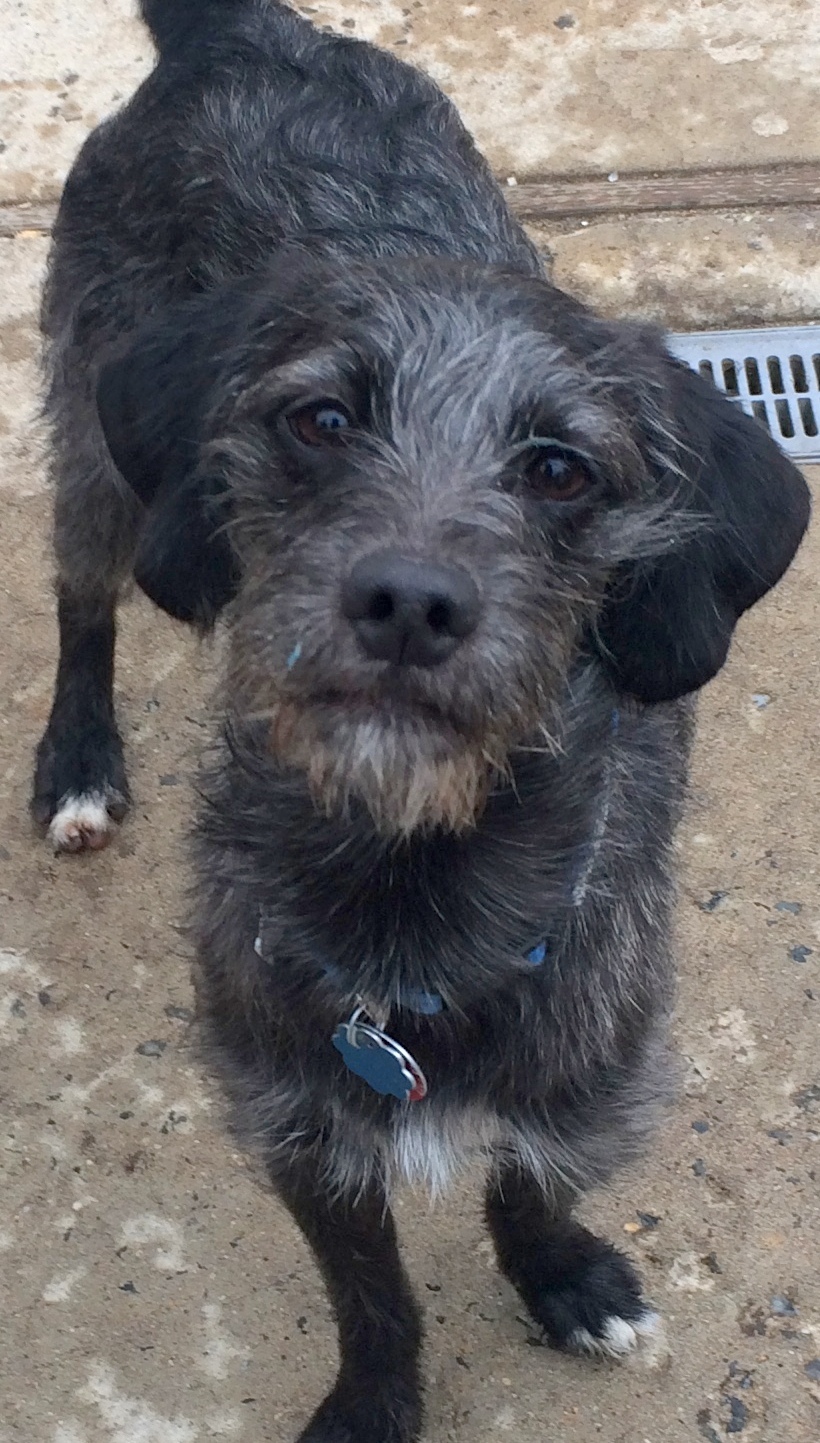 Charlie, an adoptable Terrier, Wirehaired Terrier in Staten Island, NY, 10302 | Photo Image 5
