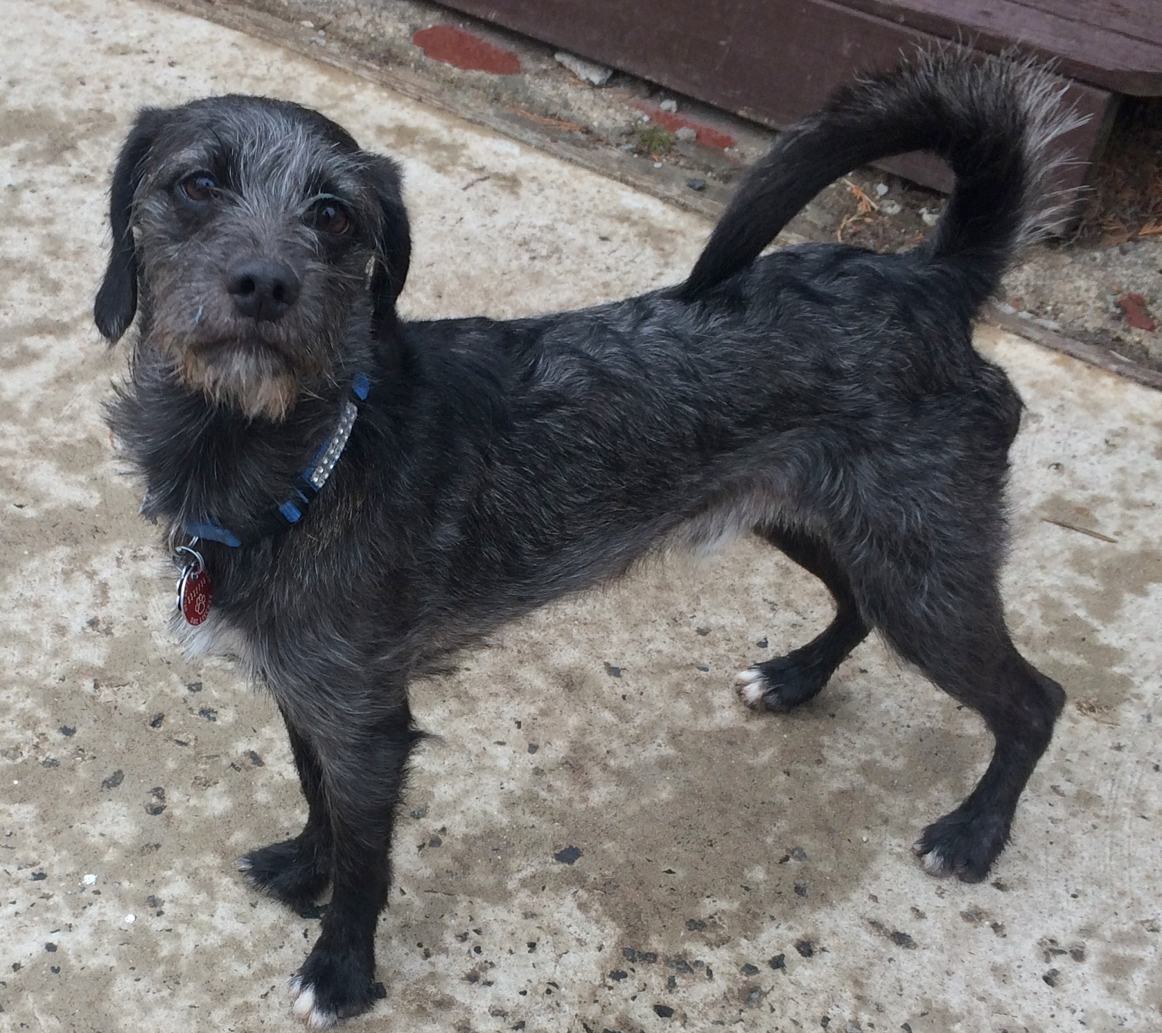 Charlie, an adoptable Terrier, Wirehaired Terrier in Staten Island, NY, 10302 | Photo Image 6