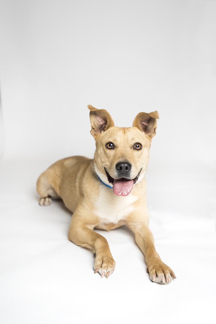 Cassandra, an adoptable Pit Bull Terrier in Florence, AL, 35662 | Photo Image 2