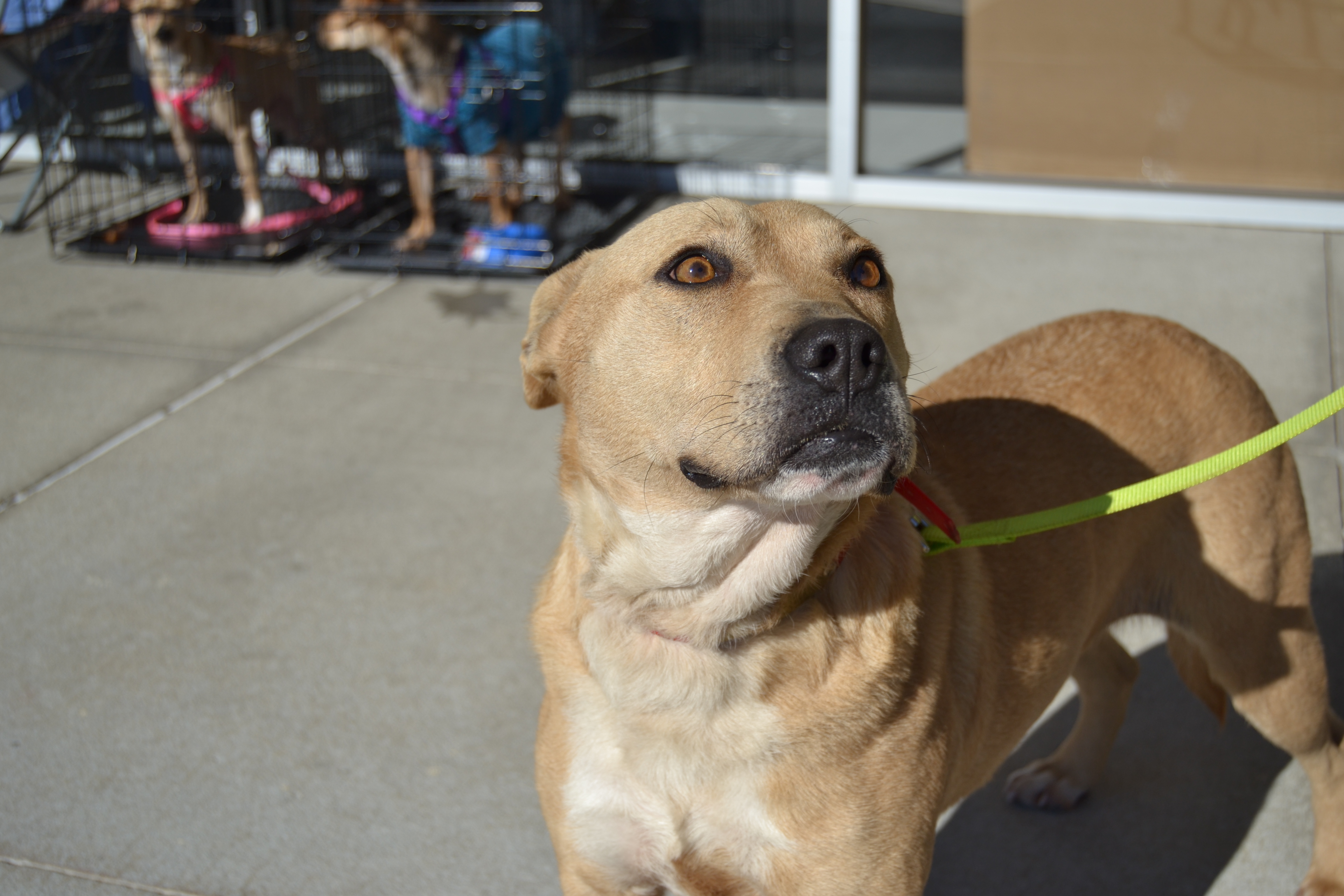 Cassandra, an adoptable Pit Bull Terrier in Florence, AL, 35662 | Photo Image 1