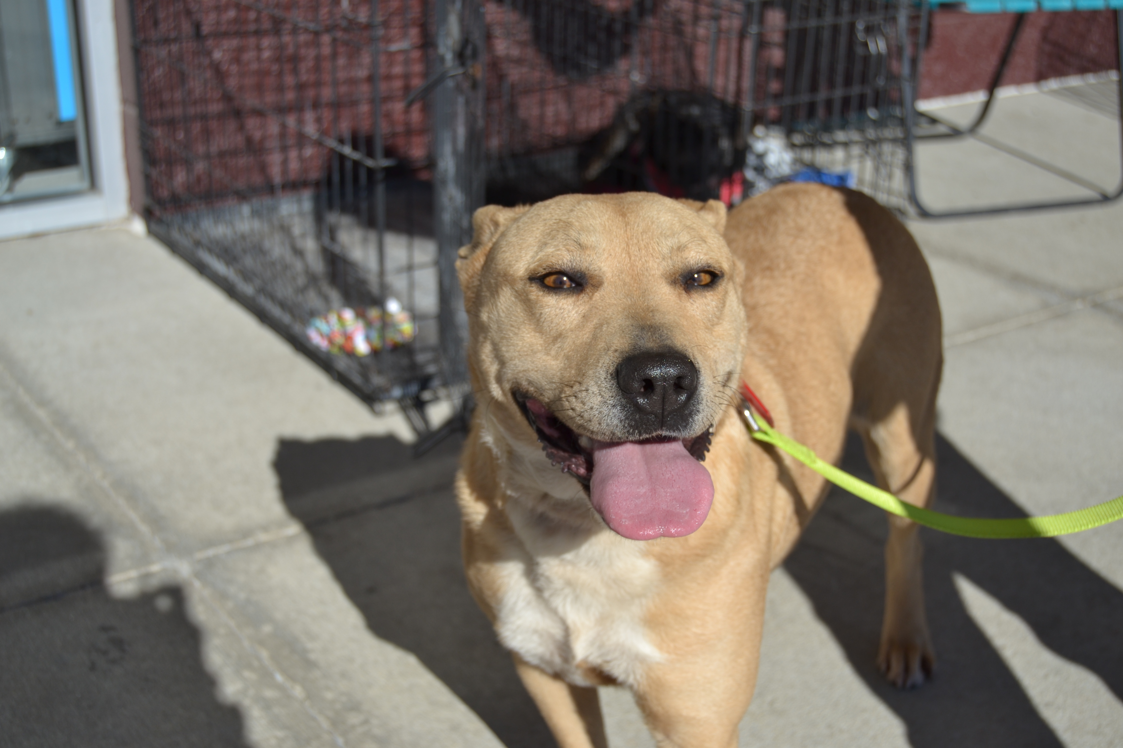 Cassandra, an adoptable Pit Bull Terrier in Florence, AL, 35662 | Photo Image 3