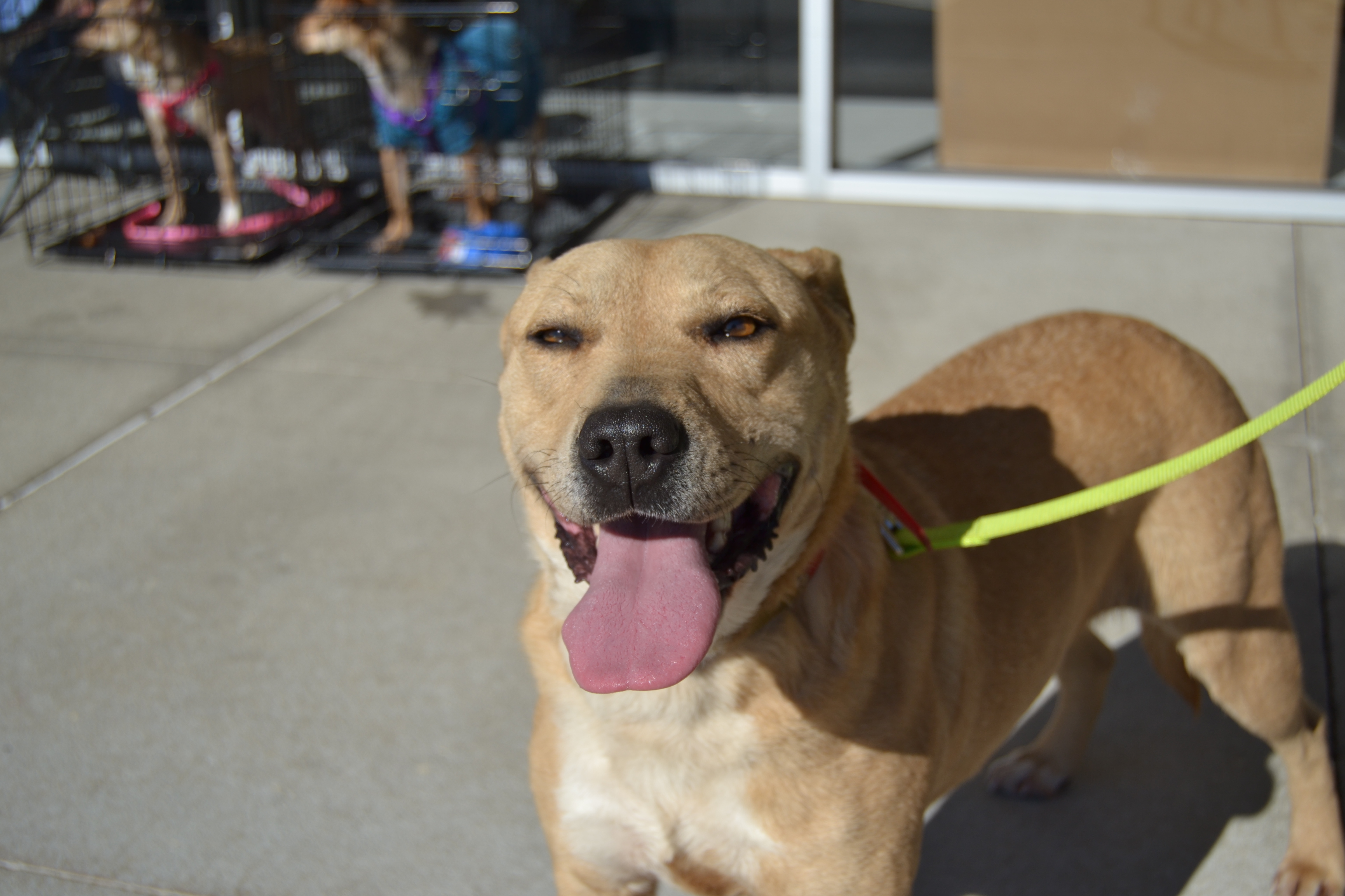 Cassandra, an adoptable Pit Bull Terrier in Florence, AL, 35662 | Photo Image 4