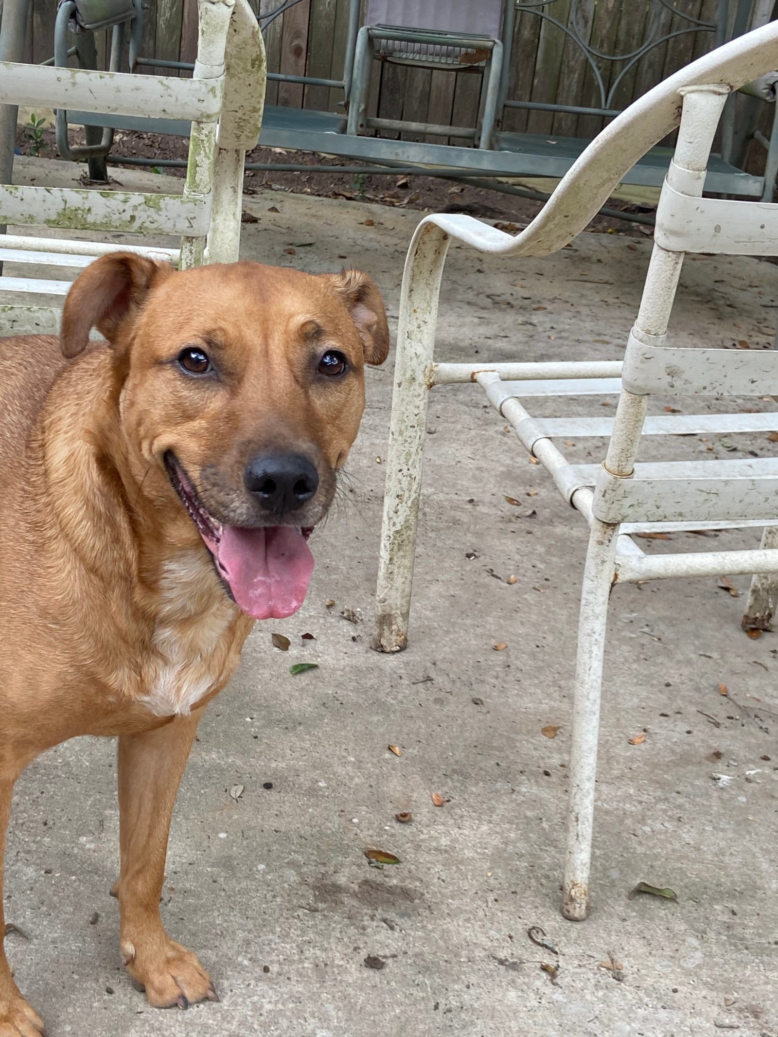 Sparten, an adoptable Terrier in Houston, TX, 77205 | Photo Image 2