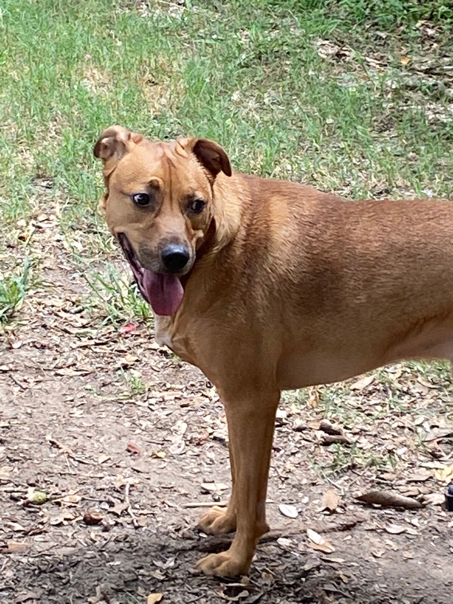 Sparten, an adoptable Terrier in Houston, TX, 77205 | Photo Image 3