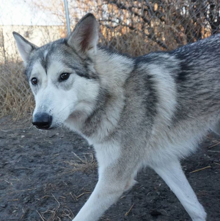 Puppy Alaskan Malamute Husky Mix Siberian Husky