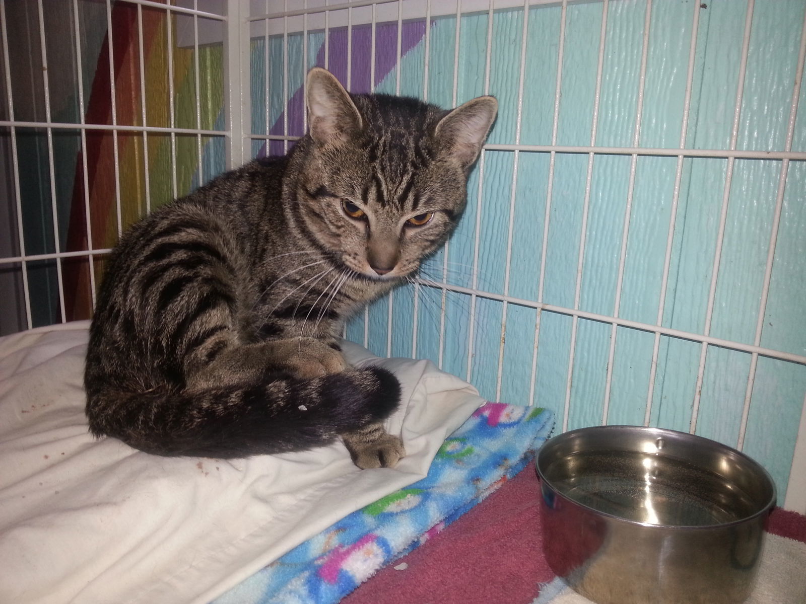 Rusty, an adoptable Domestic Short Hair in Iroquois, IL, 60945 | Photo Image 1