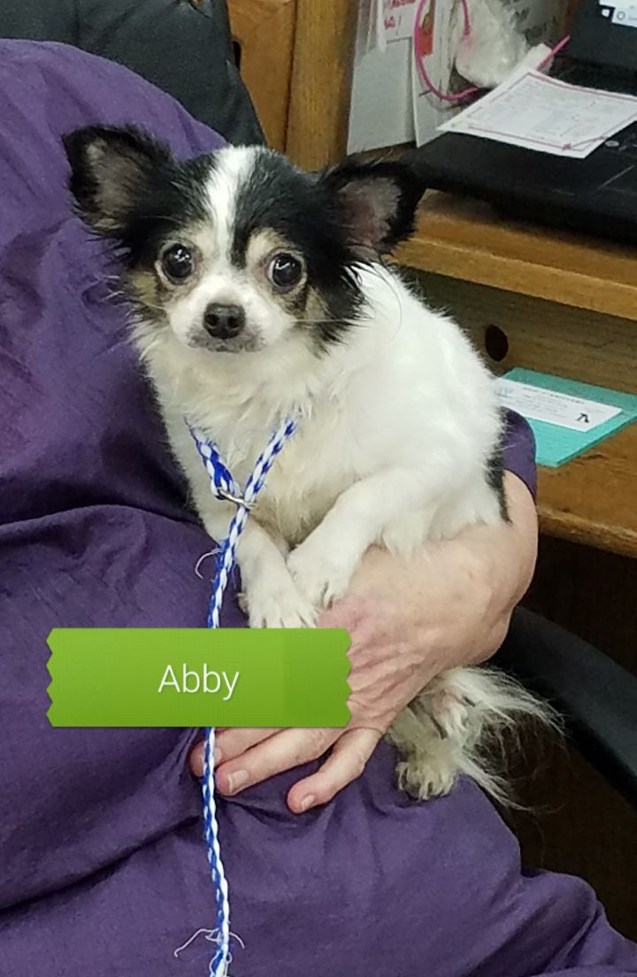 Abby 1