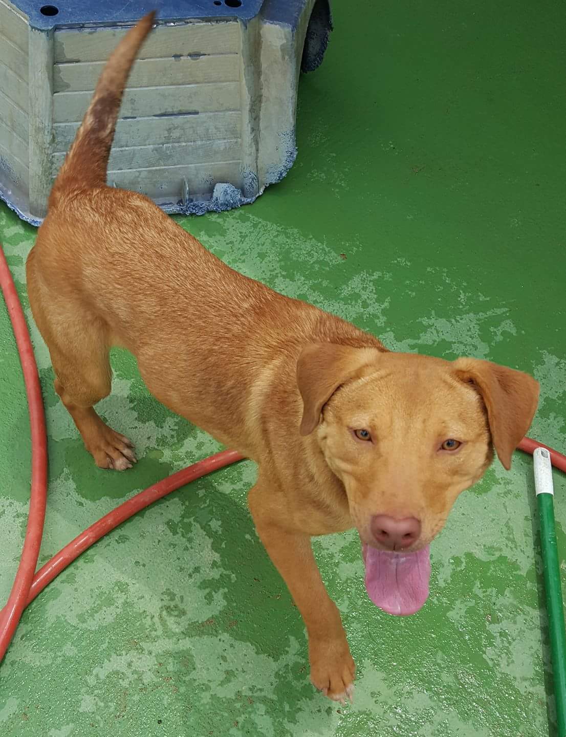 Harley, an adoptable Labrador Retriever in Staley, NC, 27355 | Photo Image 1