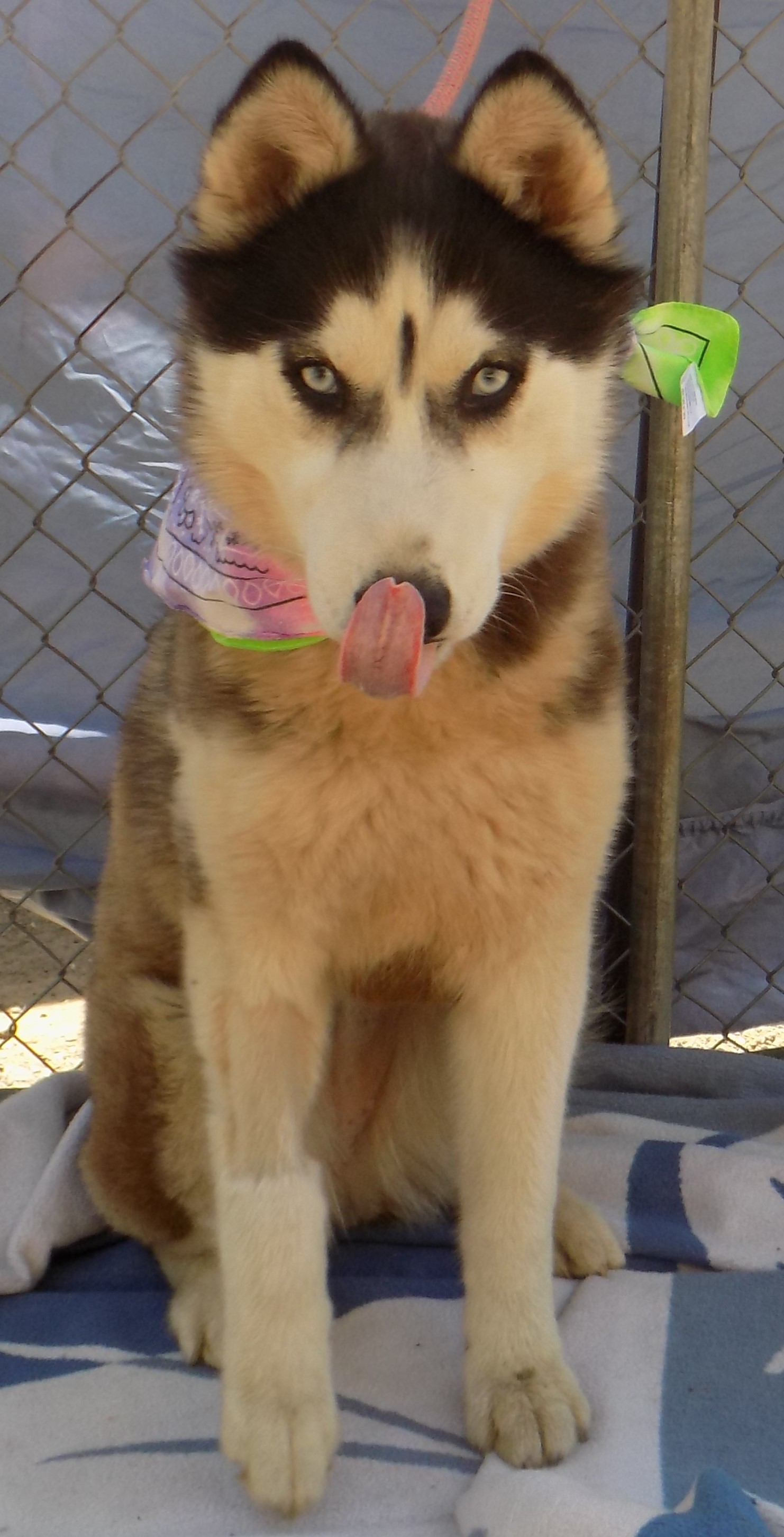 DIAMOND 2, an adoptable Siberian Husky in Valencia, CA, 91355 | Photo Image 2