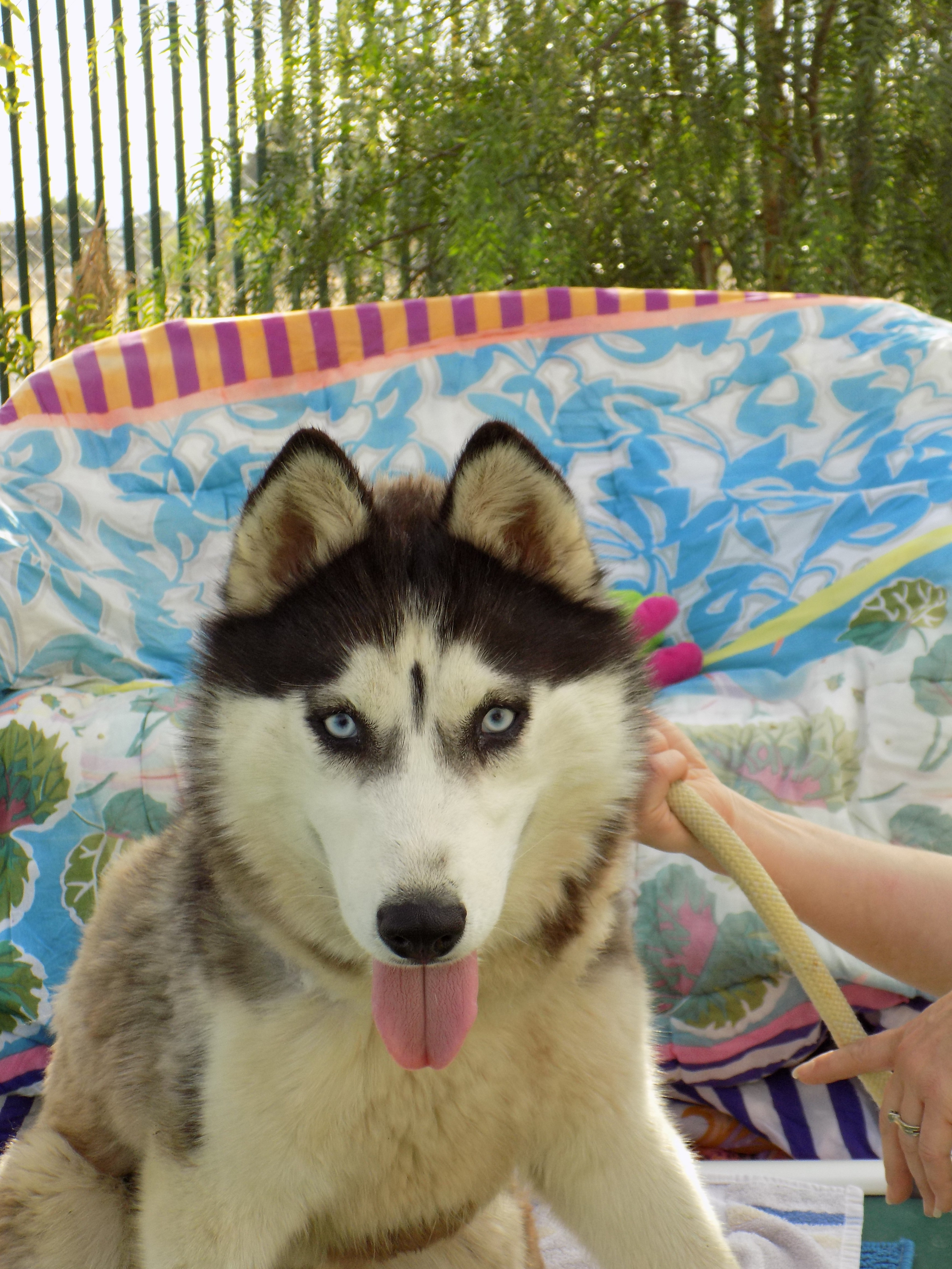 DIAMOND 2, an adoptable Siberian Husky in Valencia, CA, 91355 | Photo Image 4