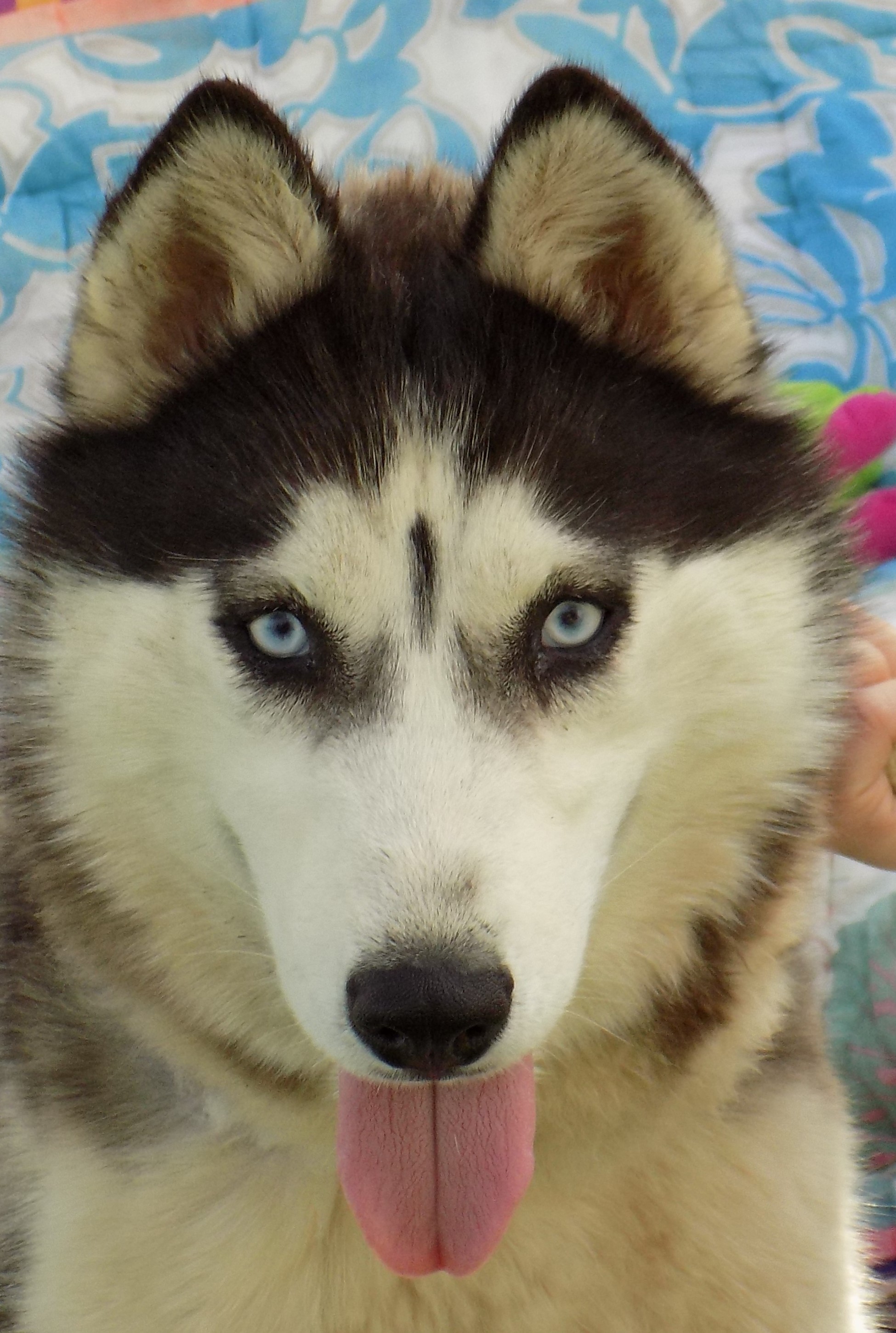 DIAMOND 2, an adoptable Siberian Husky in Valencia, CA, 91355 | Photo Image 5