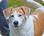 Bobbie Girl, an adoptable Beagle, Cardigan Welsh Corgi in Annapolis, MD, 21403 | Photo Image 2