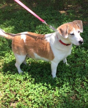 Bobbie Girl, an adoptable Beagle, Cardigan Welsh Corgi in Annapolis, MD, 21403 | Photo Image 3