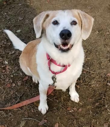 Bobbie Girl, an adoptable Beagle, Cardigan Welsh Corgi in Annapolis, MD, 21403 | Photo Image 1