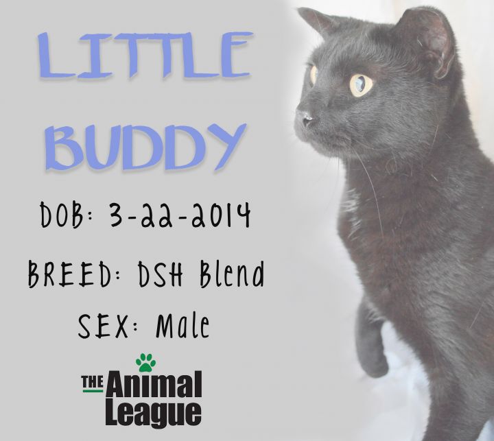 Little Buddy 4
