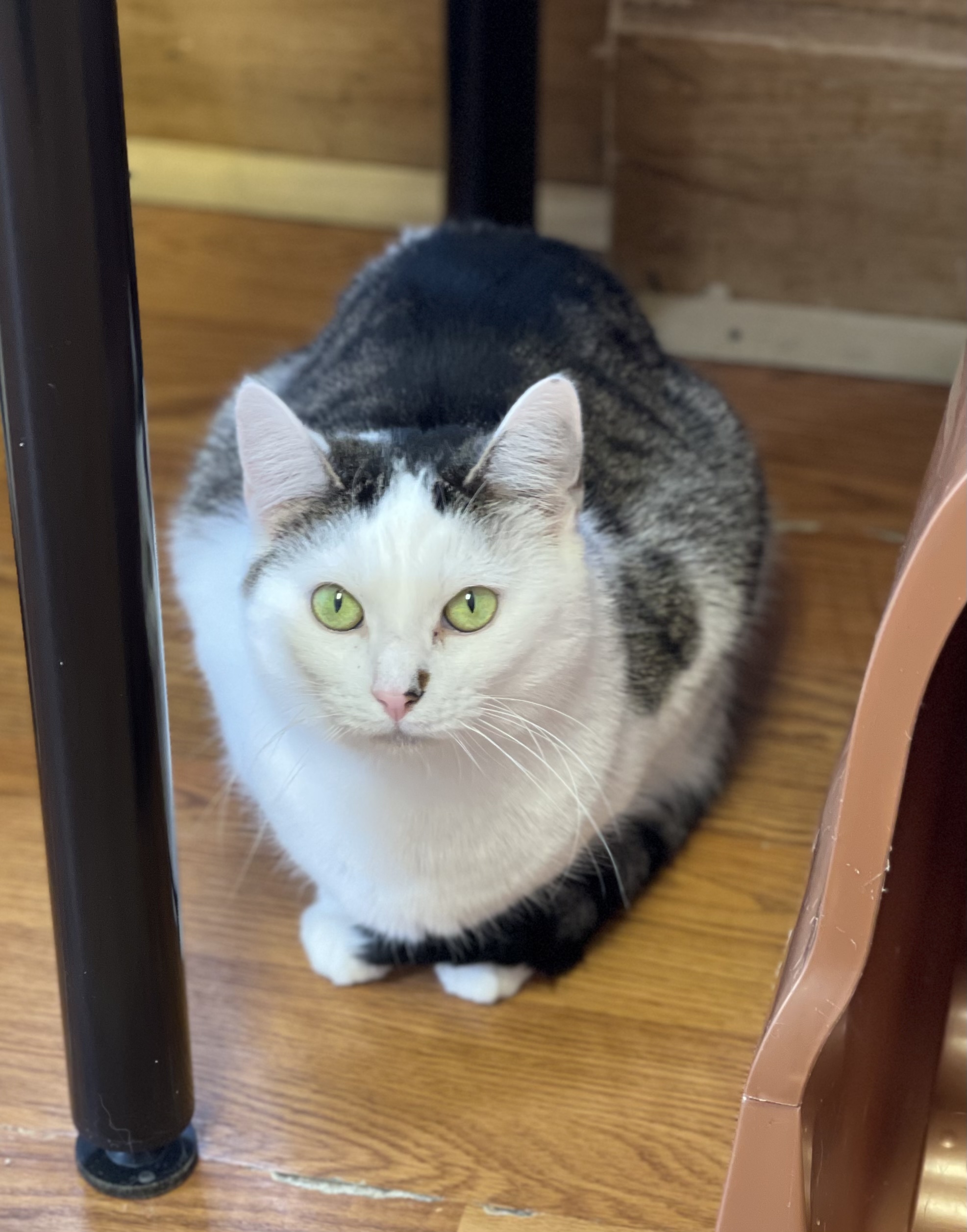 Tallulah, an adoptable Domestic Short Hair in Greensburg, PA, 15601 | Photo Image 1