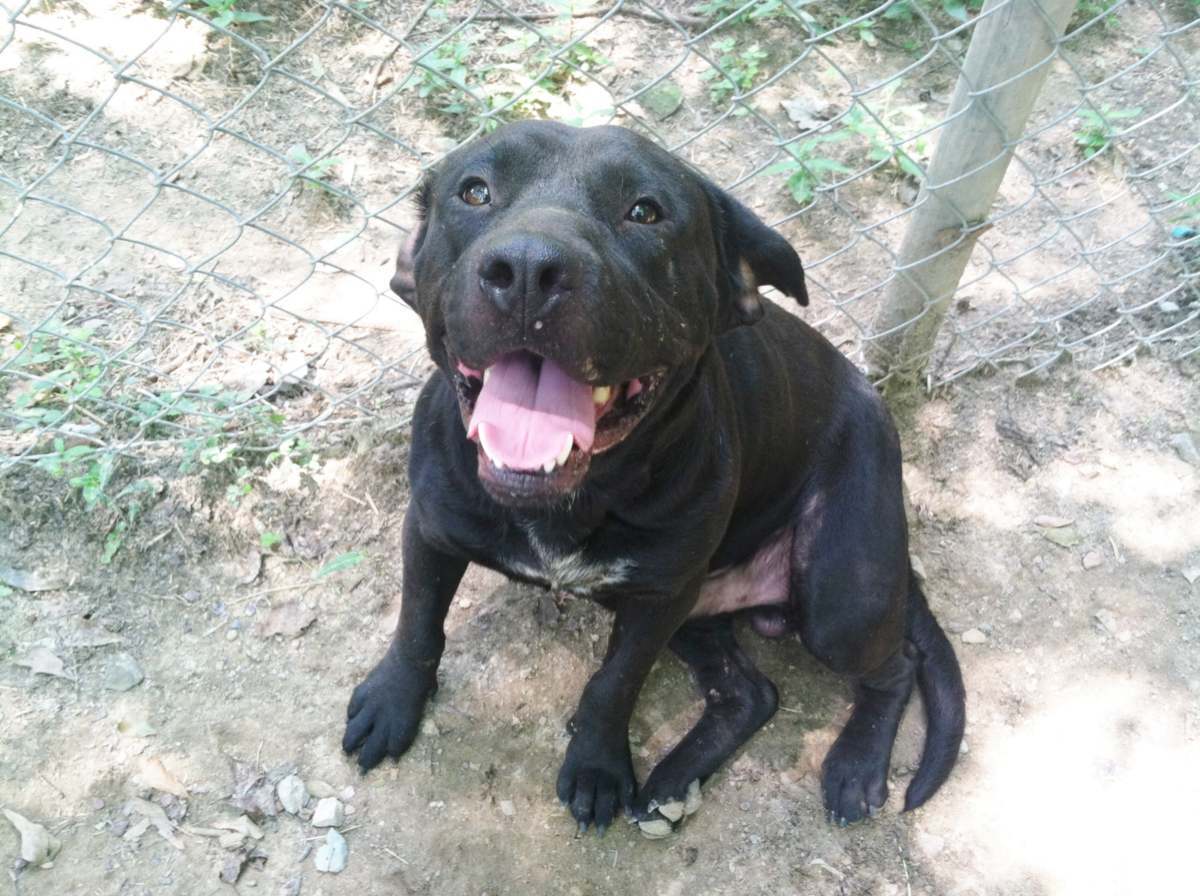 Rocky, an adoptable Black Labrador Retriever in Boaz, AL, 35957 | Photo Image 1