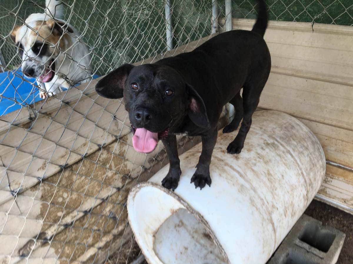 Rocky, an adoptable Black Labrador Retriever in Boaz, AL, 35957 | Photo Image 2