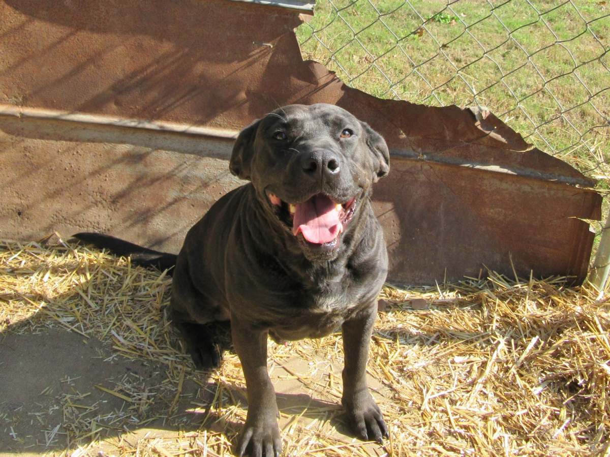 Rocky, an adoptable Black Labrador Retriever in Boaz, AL, 35957 | Photo Image 3