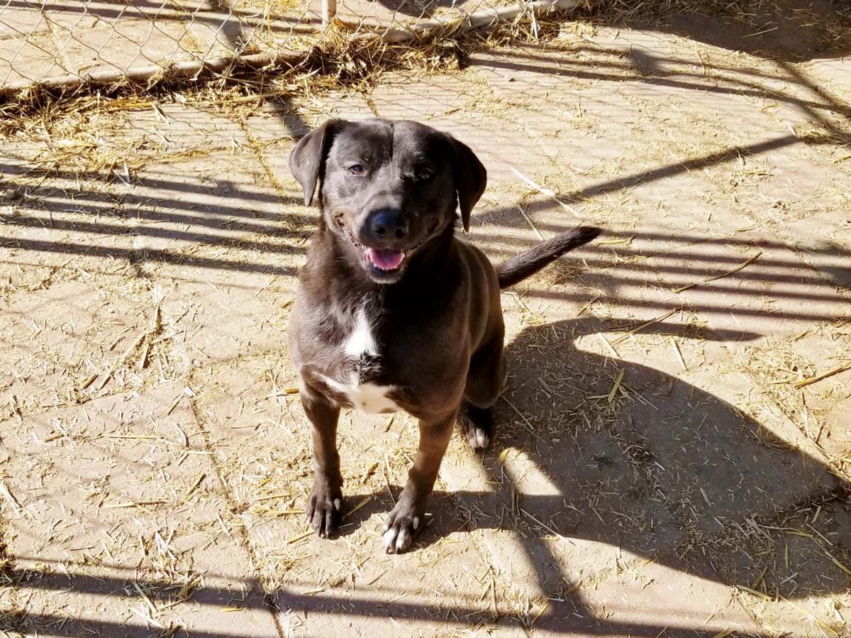Bella, an adoptable Black Labrador Retriever in Boaz, AL, 35957 | Photo Image 1