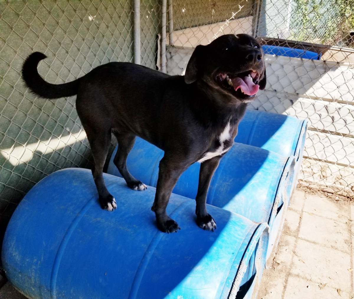 Bella, an adoptable Black Labrador Retriever in Boaz, AL, 35957 | Photo Image 2