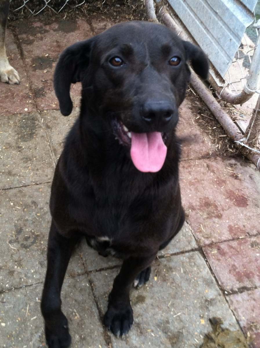 Buster, an adoptable Black Labrador Retriever in Boaz, AL, 35957 | Photo Image 1