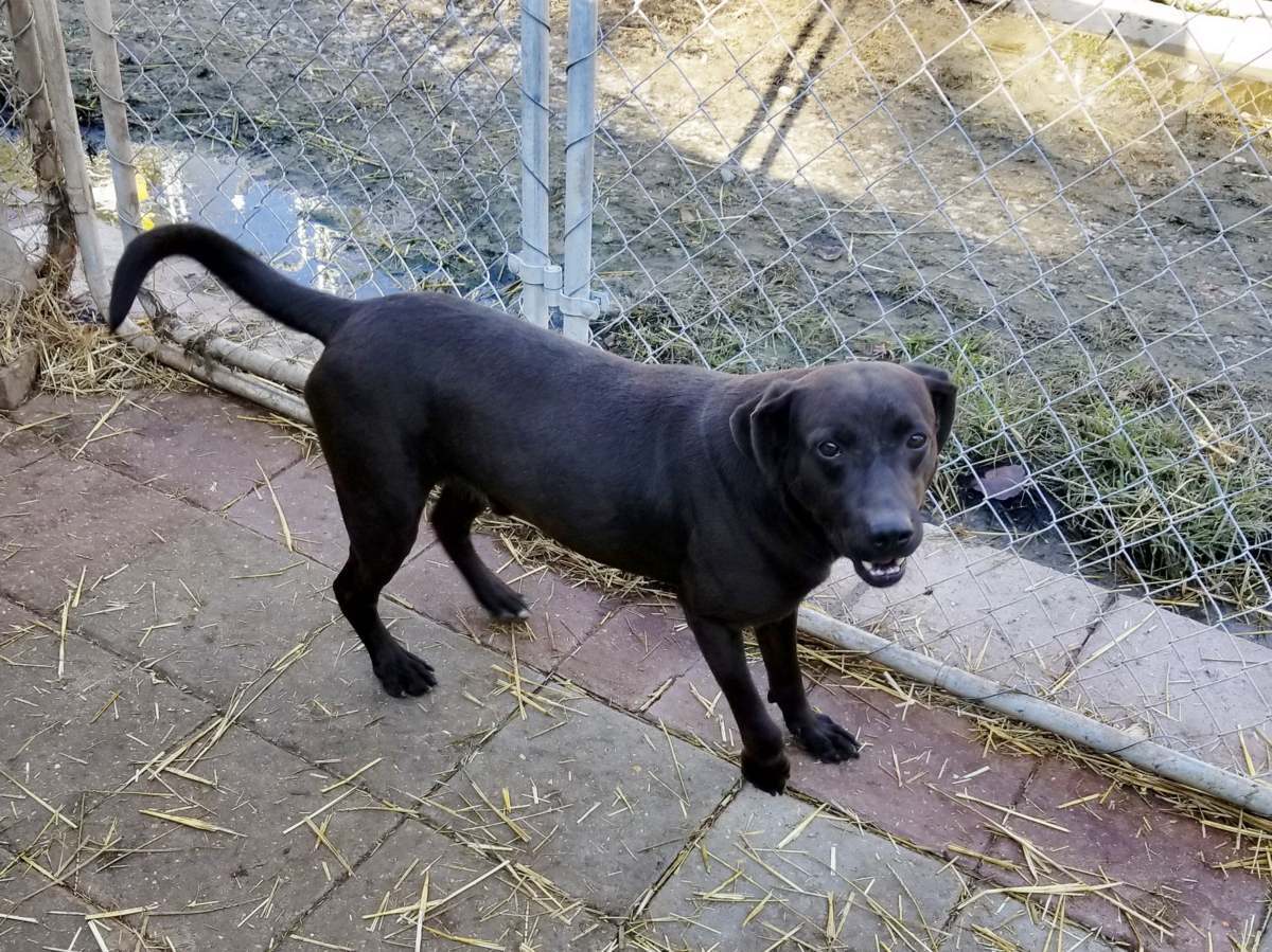 Buster, an adoptable Black Labrador Retriever in Boaz, AL, 35957 | Photo Image 2