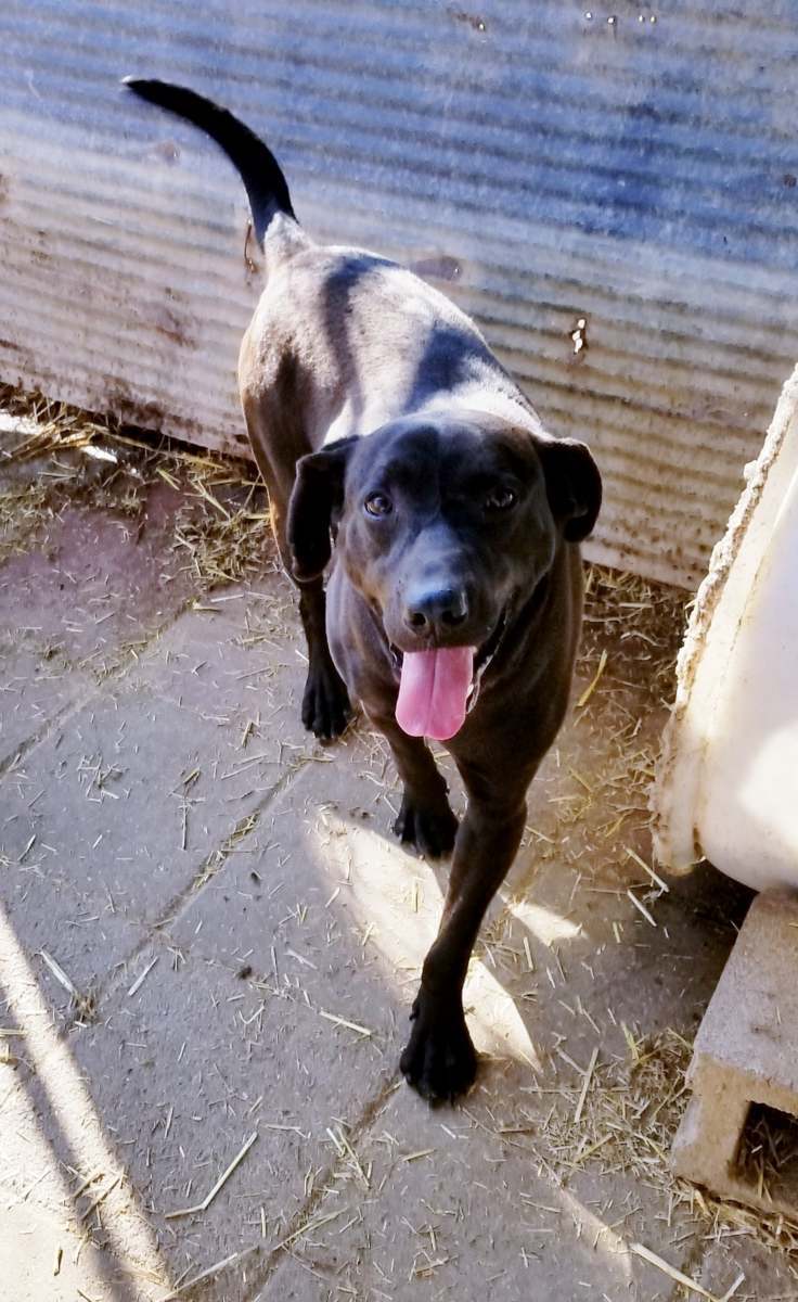 Buster, an adoptable Black Labrador Retriever in Boaz, AL, 35957 | Photo Image 3