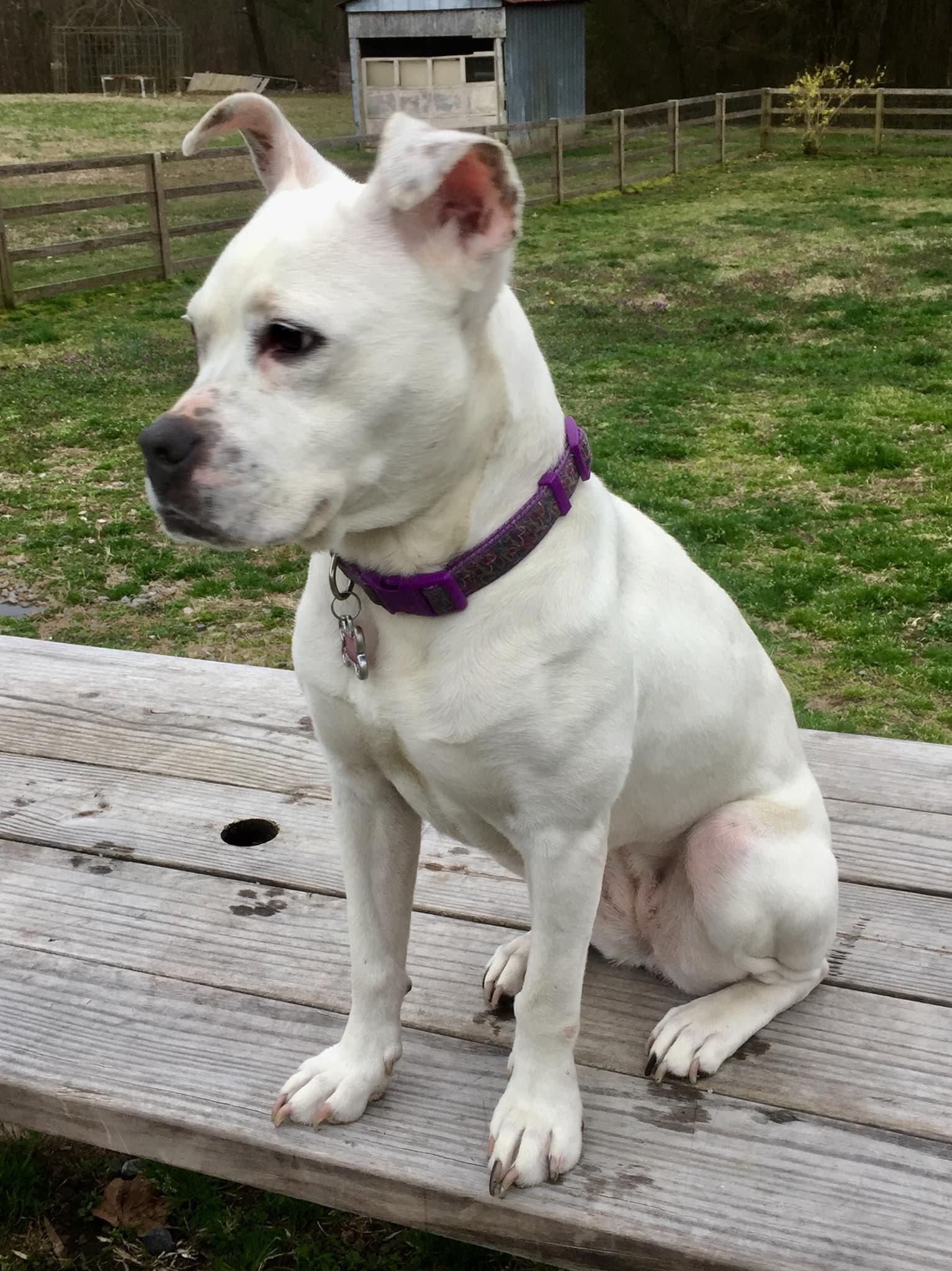 Cloud, an adoptable Boxer in New York, NY, 10075 | Photo Image 3