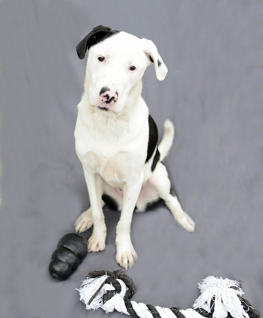 Cameron, an adoptable Great Dane, Border Collie in Cincinnati, OH, 45227 | Photo Image 3