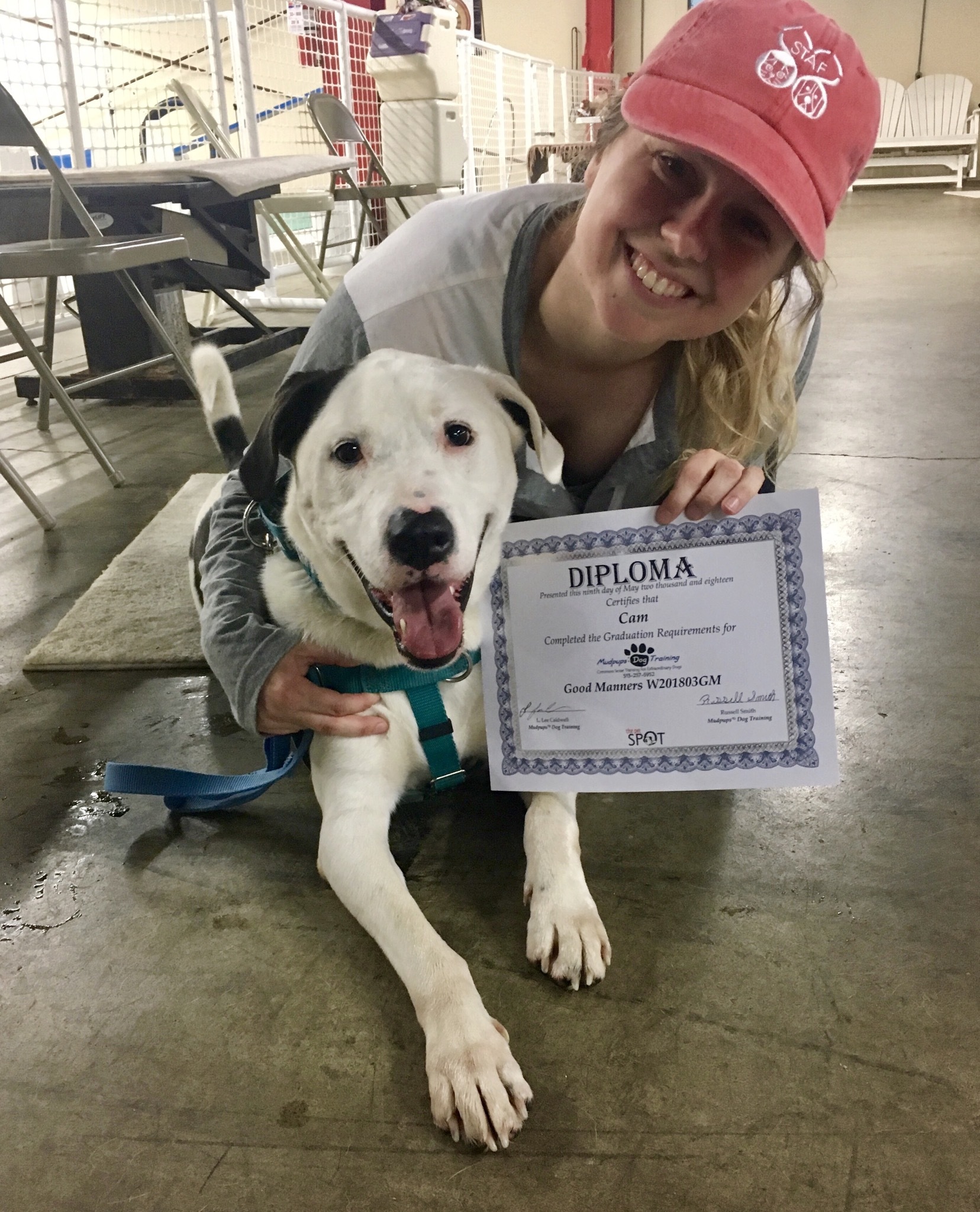 Cameron, an adoptable Great Dane, Border Collie in Cincinnati, OH, 45227 | Photo Image 4