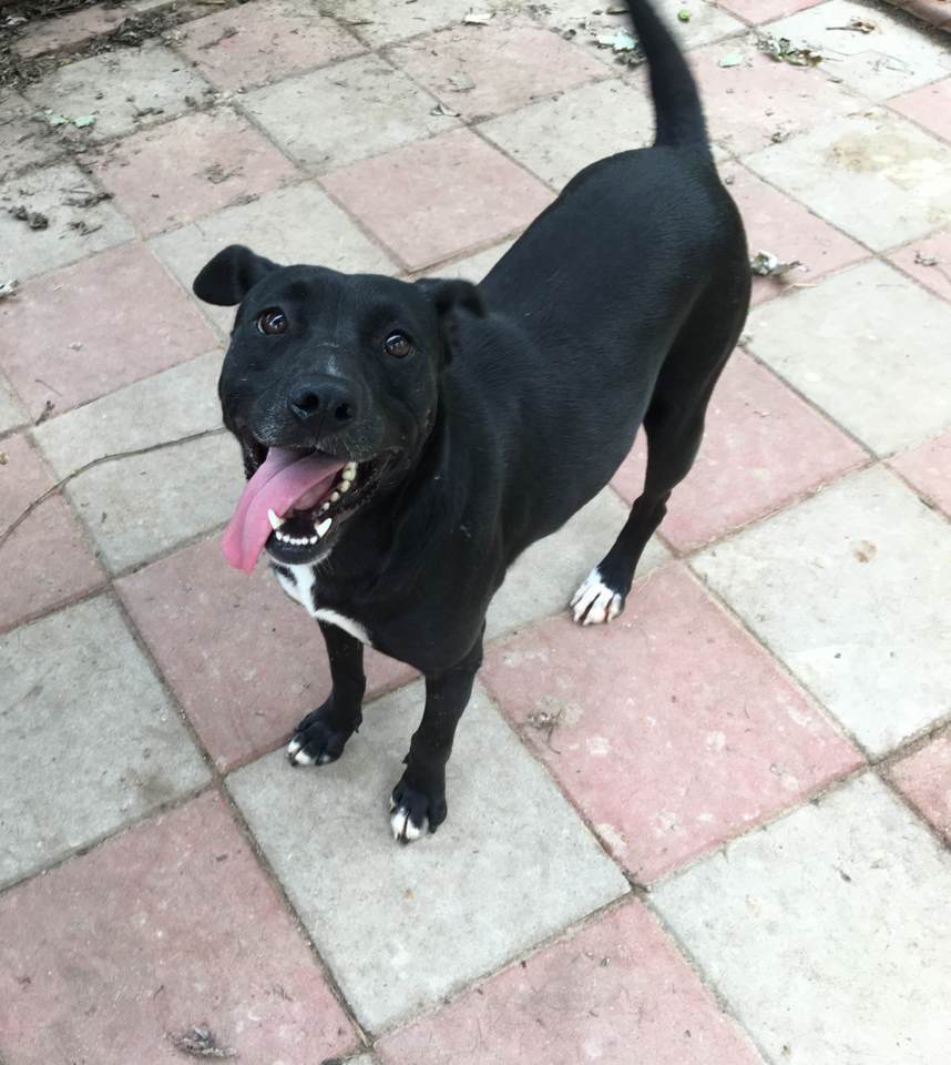 Dog for adoption Emmy Lou, a Black Labrador Retriever Mix in Boaz, AL