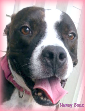 Honey Bunz, an adoptable American Staffordshire Terrier, Pit Bull Terrier in North Fort Myers, FL, 33903 | Photo Image 3