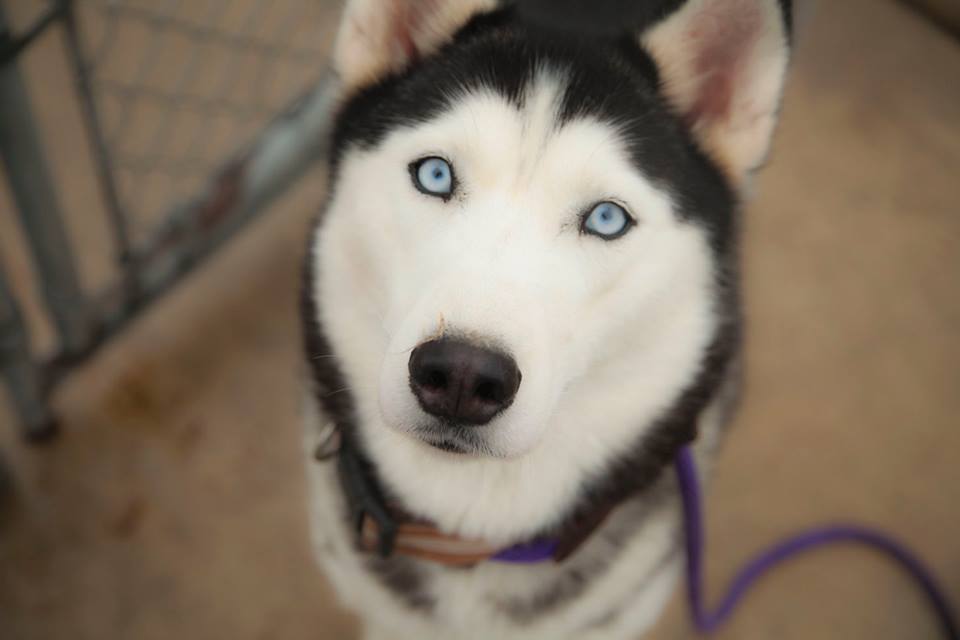 Gabby, an adoptable Siberian Husky in Harvard, IL, 60033 | Photo Image 1