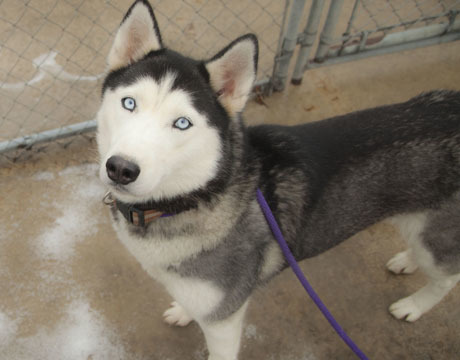 Gabby, an adoptable Siberian Husky in Harvard, IL, 60033 | Photo Image 7