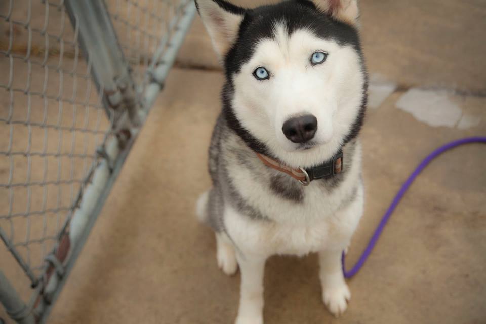 Gabby, an adoptable Siberian Husky in Harvard, IL, 60033 | Photo Image 8