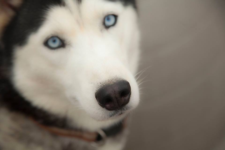 Gabby, an adoptable Siberian Husky in Harvard, IL, 60033 | Photo Image 9