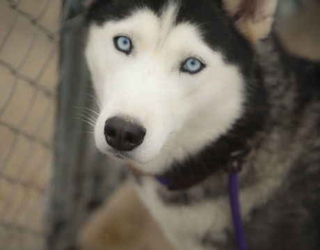 Gabby, an adoptable Siberian Husky in Harvard, IL, 60033 | Photo Image 10