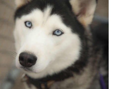 Gabby, an adoptable Siberian Husky in Harvard, IL, 60033 | Photo Image 11