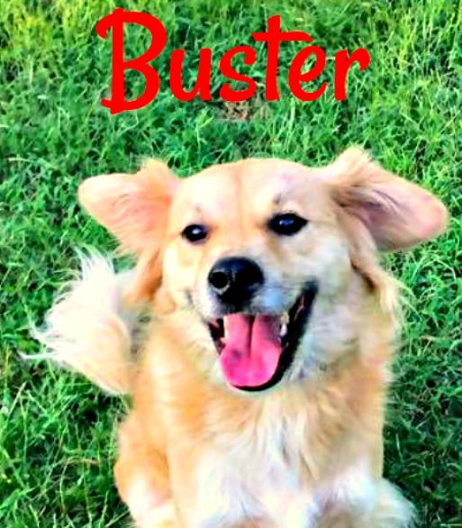 Buster, an adoptable Spaniel in Cushing, OK, 74023 | Photo Image 1