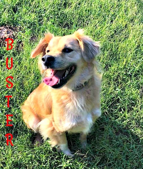 Buster, an adoptable Spaniel in Cushing, OK, 74023 | Photo Image 3