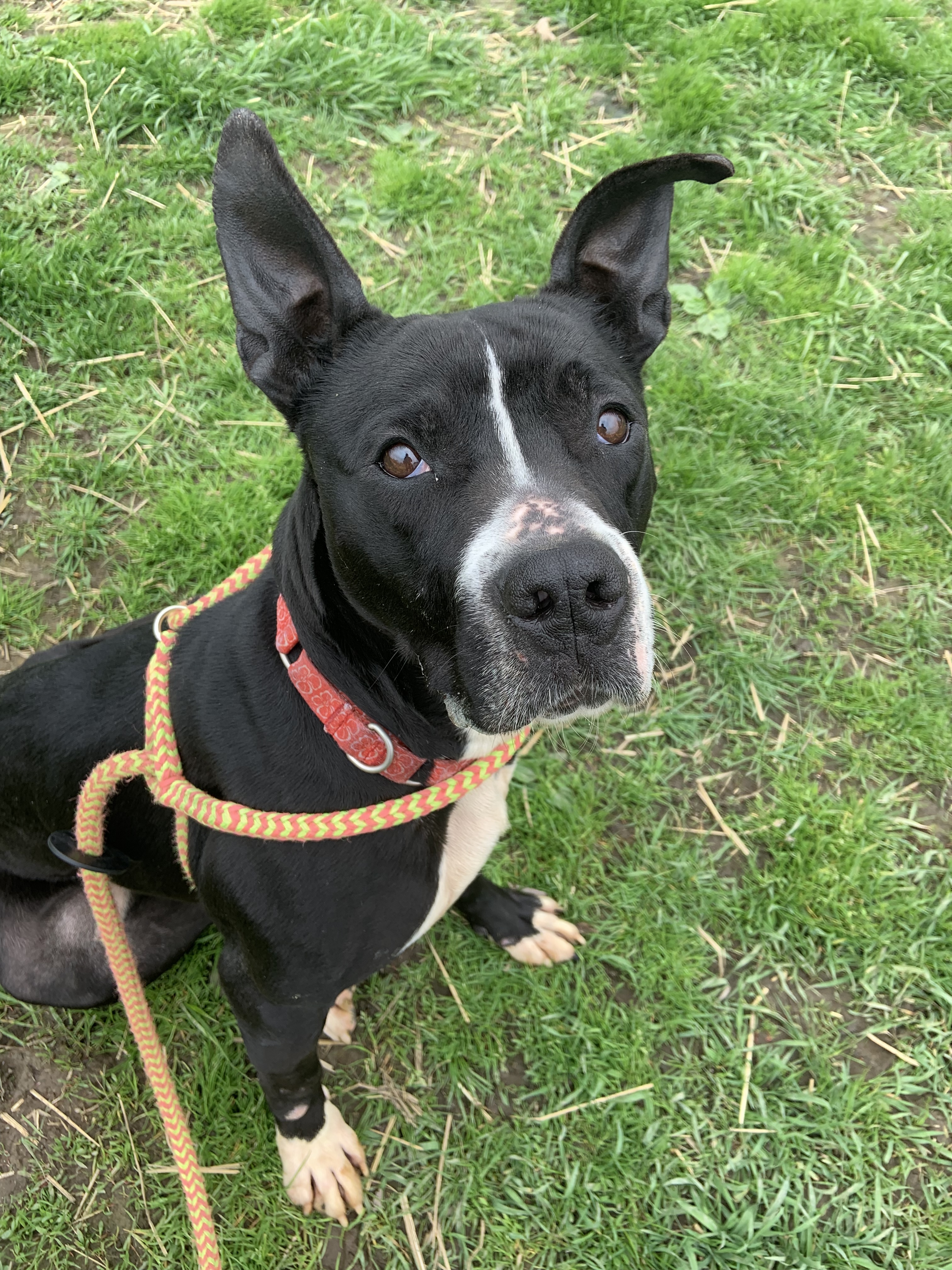 Baby, an adoptable Pit Bull Terrier in Youngstown, OH, 44512 | Photo Image 2