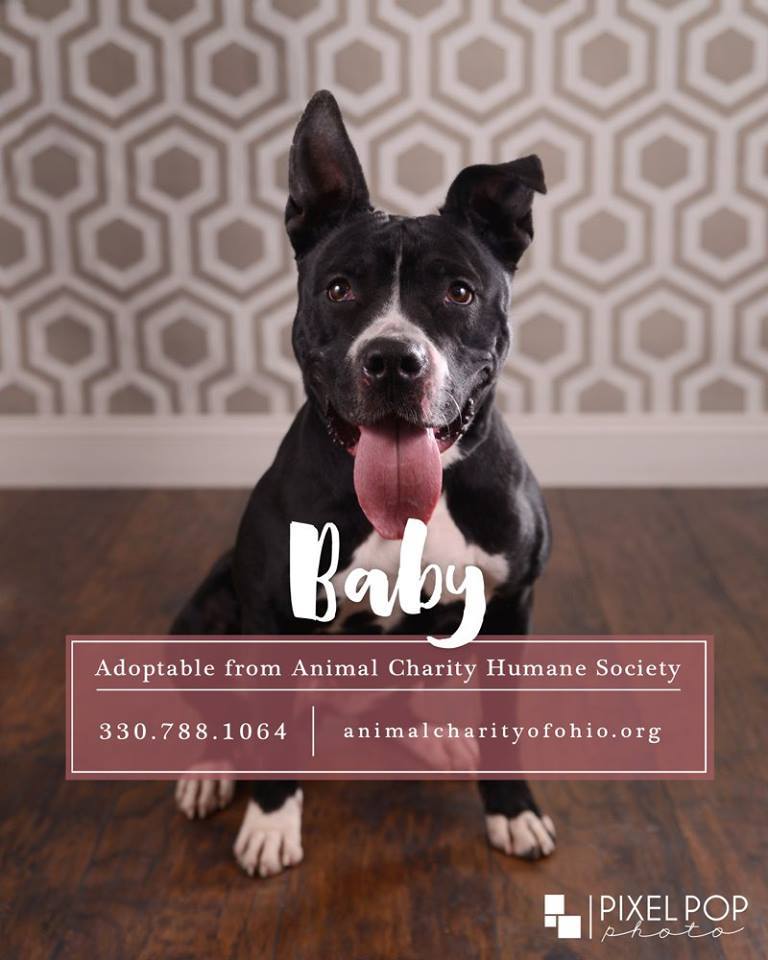 Baby, an adoptable Pit Bull Terrier in Youngstown, OH, 44512 | Photo Image 3
