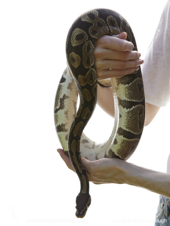 Snake for adoption Ball Pythons, a Ball Python in Middle Island, NY
