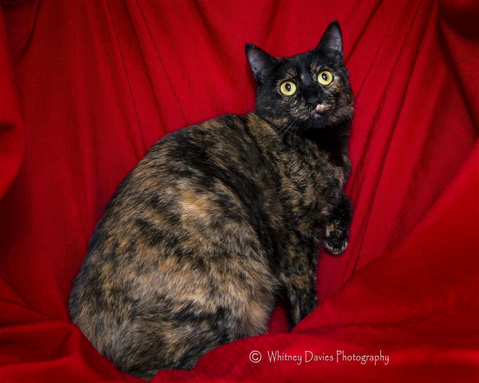 Gigi, an adoptable Tortoiseshell, Domestic Short Hair in Newport Beach, CA, 92658 | Photo Image 1