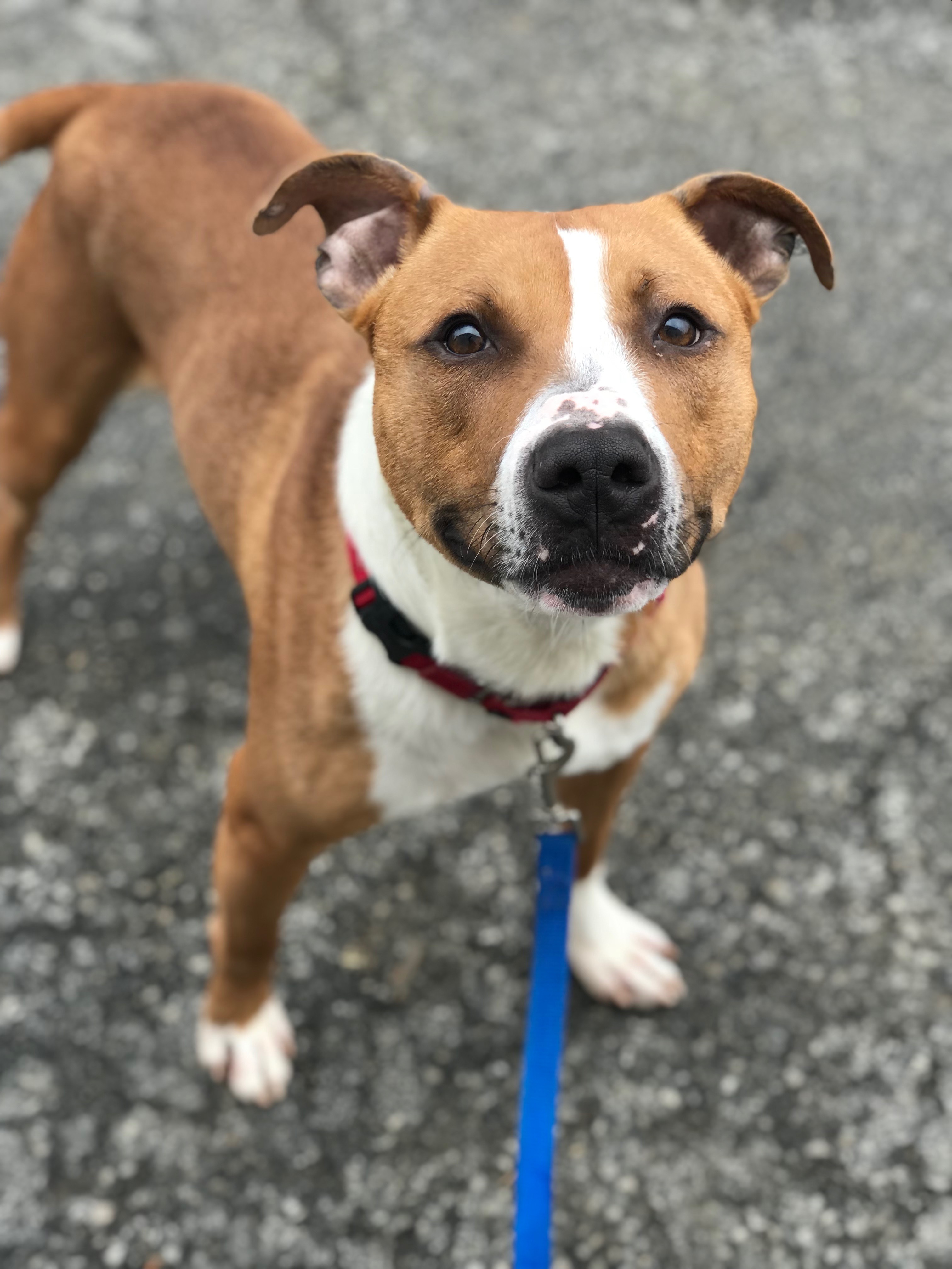 Hershel, an adoptable Pit Bull Terrier in Youngstown, OH, 44512 | Photo Image 2