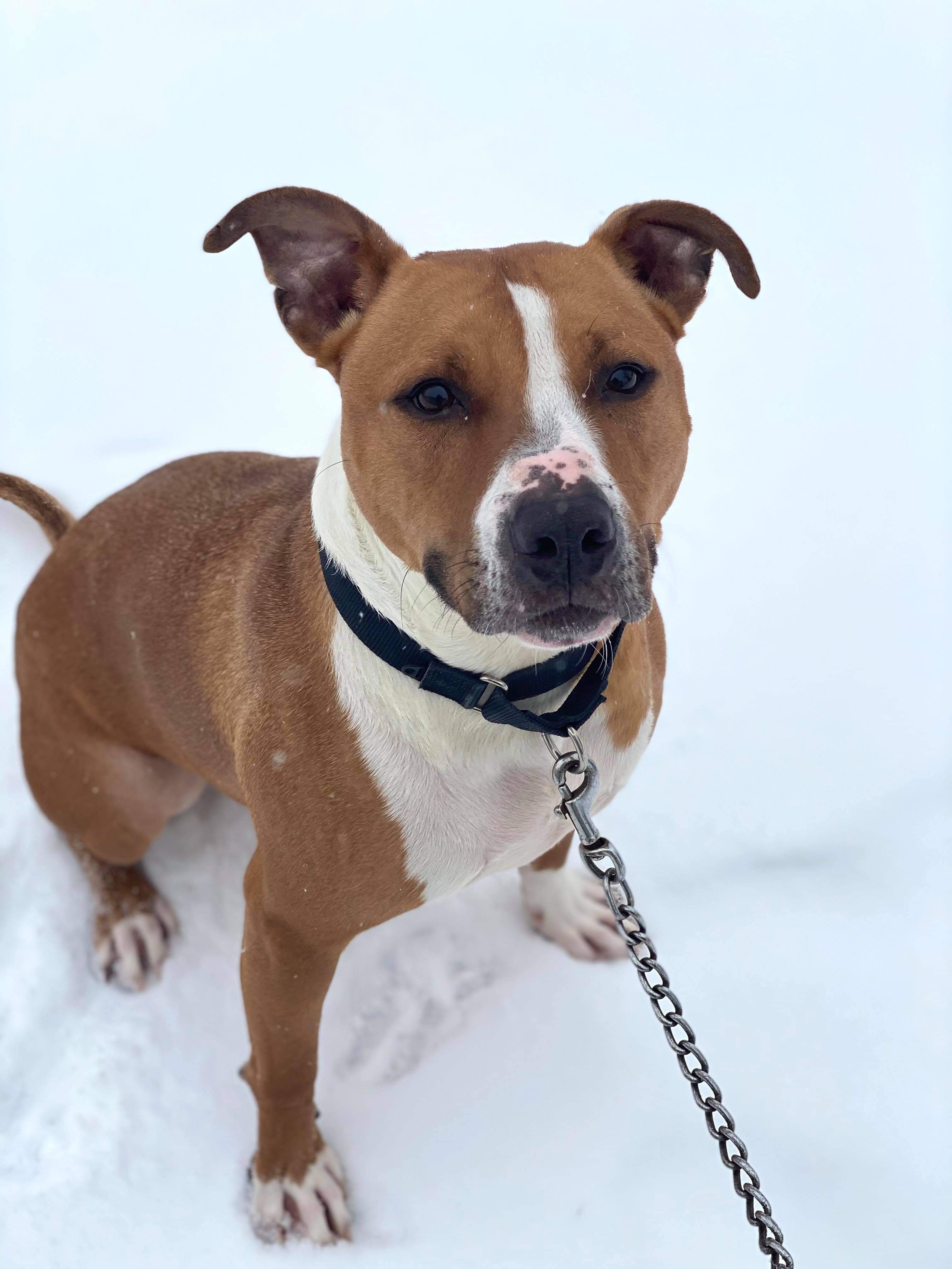 Hershel, an adoptable Pit Bull Terrier in Youngstown, OH, 44512 | Photo Image 1