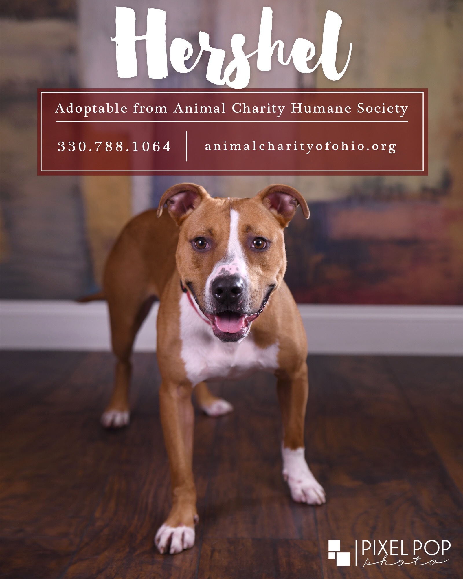 Hershel, an adoptable Pit Bull Terrier in Youngstown, OH, 44512 | Photo Image 3