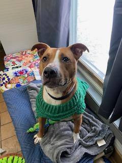 Hershel, an adoptable Pit Bull Terrier in Youngstown, OH, 44512 | Photo Image 4