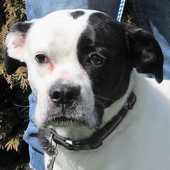 Jesse, an adoptable Boxer in Frederick, MD, 21702 | Photo Image 1